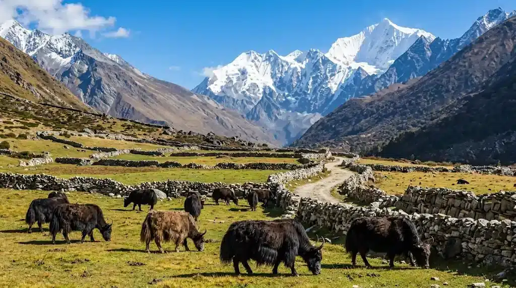 Yak grazing in alpine meadows of Langtang Valley Nepal