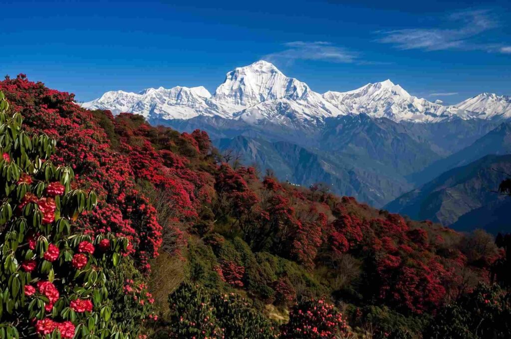 View of the snow-capped Dhaulagiri and Annapurna mountain range in the Nepal Himalayas, rising above a terraced slope covered in vibrant red rhododendron flowers and deep green forests under a clear blue sky.