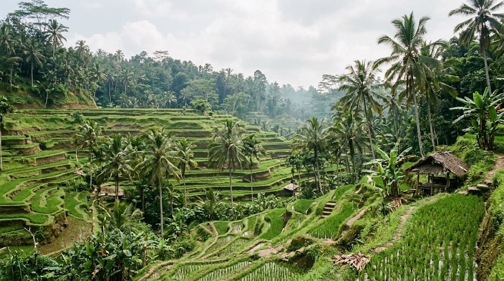 Ubud rice terraces during Bali shoulder season